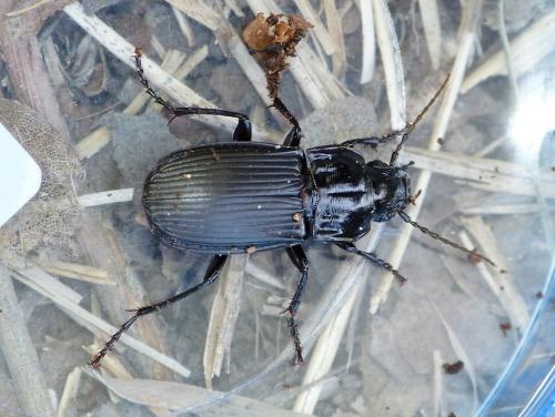 Réf. 195 375 : Abax parallelepipedus